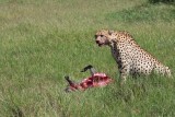 Africa 2008  cheetah