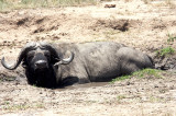 Africa 2008  water buffalo