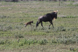 Africa 2008  with baby