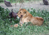 Africa 2008 the king