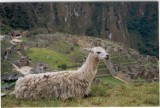 Machu Picchu   and friend
