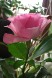 CIMG0660w