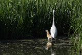 Squacco heron