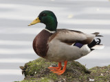 Mallard, male