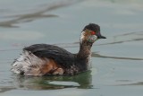 Black-necked Grebe, moulting
