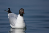 Black-headed gull