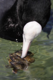 Coot, feeding on mussels