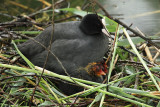 Coot