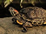 turtle1.jpg