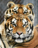 022_22 a 8x10 post.jpg