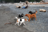 Dog Convention; master of ceremonies relaxing at rear