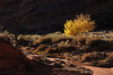 Follow the wash past the yellow bush and into the canyon