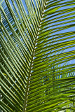  Palm leave