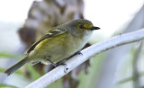 Bermuda White Eye Vireo