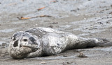 Leopard Seal - young , Right Whale Bay