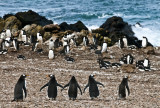 Gentoo Penguins , Jason Steeple