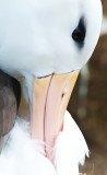 Black - Browed Albatross , Jason Steeple