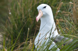  Black - Browed Albatross, Jason Steeple