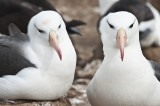  Black - Browed Albatross ,   Jason Steeple