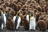 King Penguins  , Right  Whale Bay