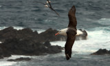 Black - Browed Albatross  Jason Steeple Island.jpg