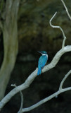 Collared  Kingfisher ( Halcyon Chloris)
