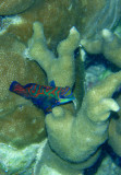  Mandarinfish ( Synchiropus Splendidus)