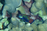 Mandarinfish ( Synchiropus Splendidus)