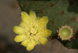 Opuntia  flower. Darwin Bay. Genovesa