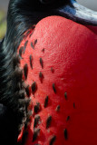 Great Frigate bird, male.Genovesa