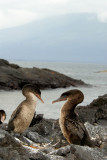 Flightless Cormorants , Punta Espinosa.Fernandina