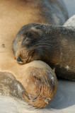 Galapagos Sea Lion, Gardner Bay . Espanola