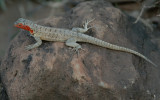 Lava Lizard . Santa Fe `