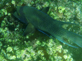 Streamer Hogfish