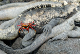 Marine Iguanas and Sally Lightfoot Crab,Fernandina
