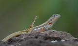 Lava Lizard