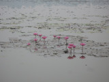 Pretty water lilies