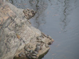 Turtle Island2-Central Park New York.jpg