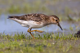 Least Sandpiper