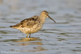 Stilt Sandpiper