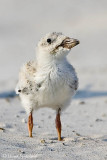 Black Skimmer