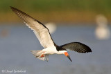 Black Skimmer