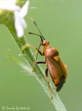 Plant Bug (Red Bug)