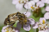  Plant Bug (Lygus bug)