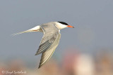 Common Tern