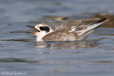 Forsters Tern