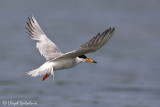 Forsters Tern