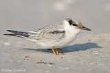 Least Tern