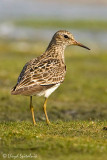 Pectoral Sandpiper
