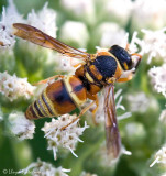 Euodynerus hidalgo